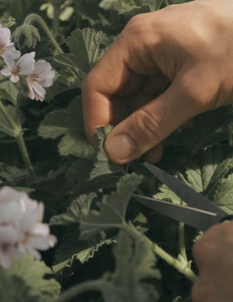 Geranium leaves being cut by hand in the garden.